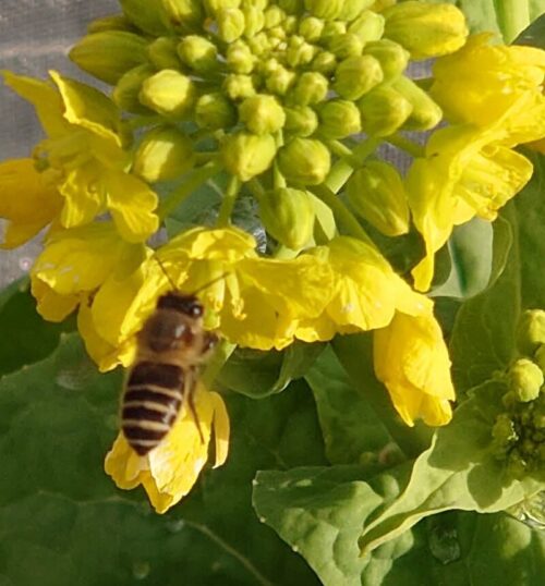 菜の花とニホンミツバチ